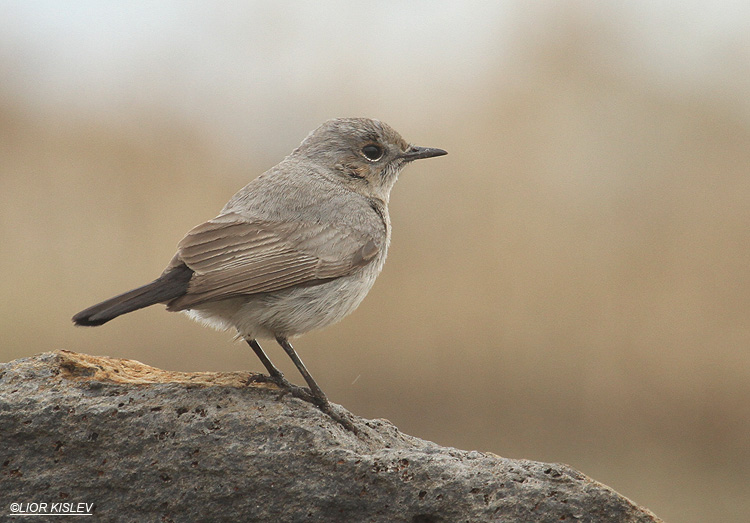 Blackstart  Cercomela melanura     Jordan river near Karkom,19-11-11. Lior Kislev